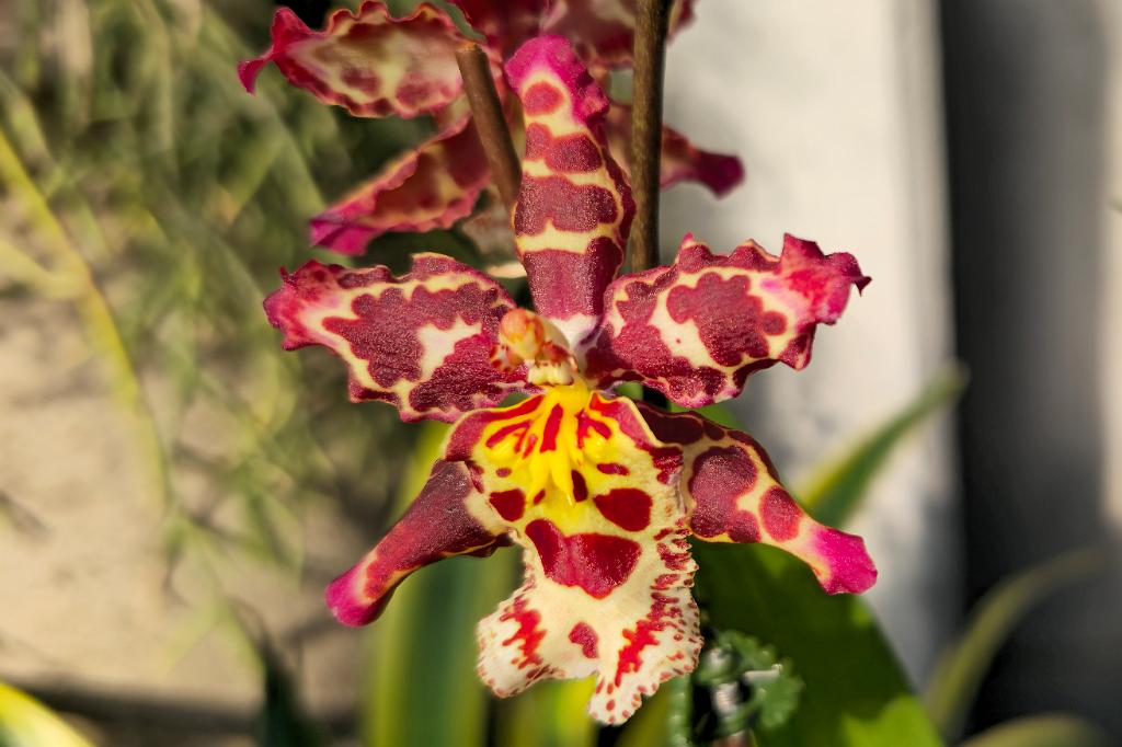 20250222_135348 Tower Hill Botanic Garden, MA.jpg - Orchid (Oncostele Eye Candy 'Pinkie'). New England Botanic Garden at Tower Hill, MA, 2-22-2025